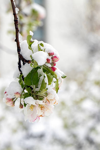 A delicate plum tree branch adorned with pink blossoms is covered in fresh snow against a clear blue sky. A stunning contrast between winter and spring captured in nature’s beauty.