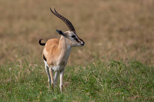 istock Thomson's Gazelle 2211766139