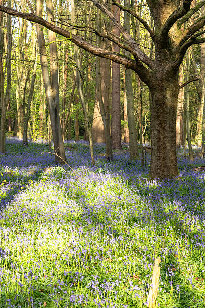 istock Bluebells forest Surrey England 2211767609