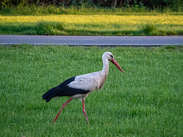 istock Stork. Hungarian migratory bird. Wild animal in spring 2211769445