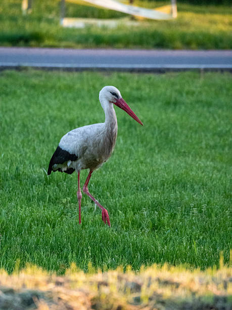 istock Stork. Hungarian migratory bird. Wild animal in spring 2211770170