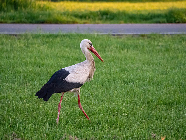 Stork. Hungarian migratory bird. Wild animal in spring