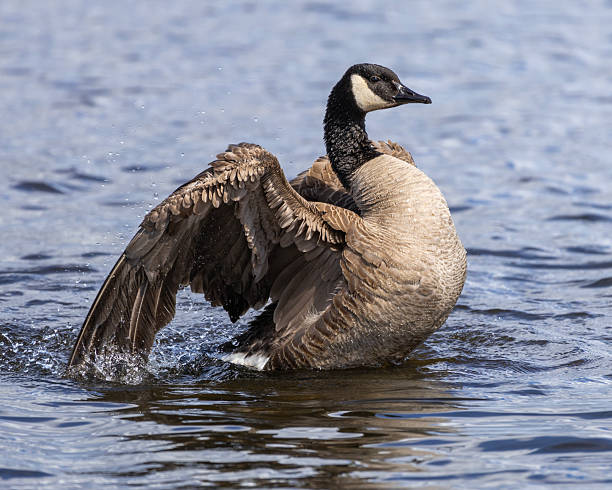 istock Canada goose spreading its wings in a tranquil lake during a sunny afternoon 2211770845