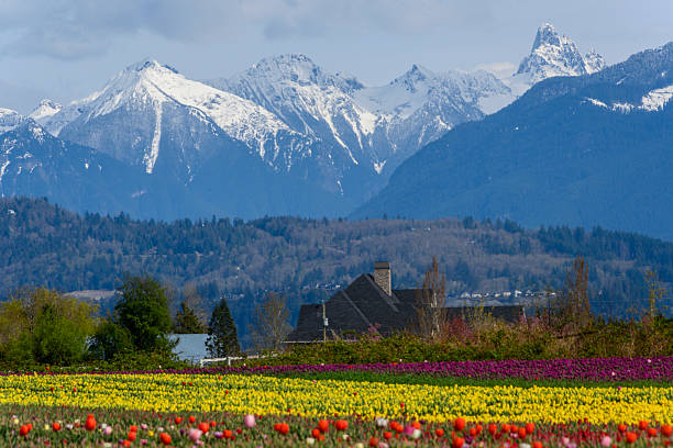 istock Colorful tulip fields in spring with snow-capped mountains in the background 2211770850