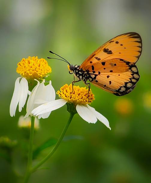 istock Beautiful Orange Butterfly Feeding on Wild Daisy Flower 2211770905