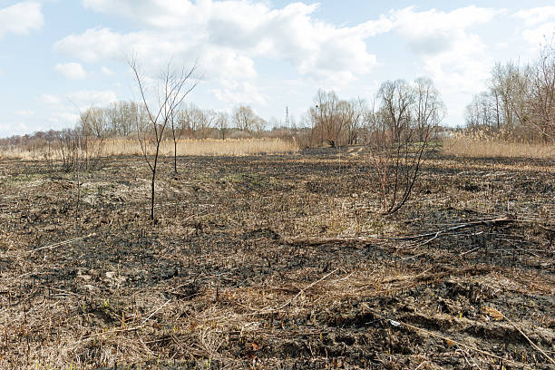 istock Burned Grassland with Dry Shrubs After Fire 2211770929