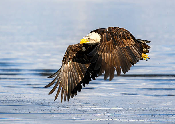 istock Majestic eagle soaring low over the shimmering water surface in bright daylight 2211772070