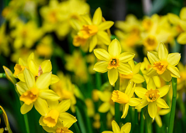 istock Bright yellow daffodils blooming in a lush garden during spring season 2211772363