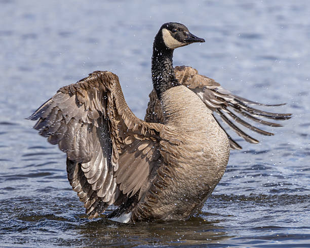 istock Canada goose flapping wings in calm water during sunny afternoon 2211772544