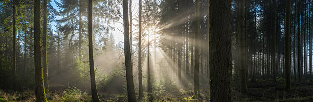 istock Rays sunlight streaming through green pine forest woodland trees panorama 2211772802