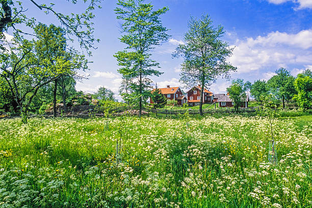 Småland, Sweden-June, 2021:Flowering meadow with a farmstead on a hill a sunny summer day