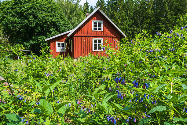 Norwegian house with grass on the roof on handarger fjord