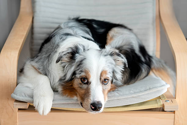 Australian Shepherd Dog Calmly Lying on Gray Chair. Close up portrait of a dog looking at camera. Purebred Australian shepherd blue merle color.