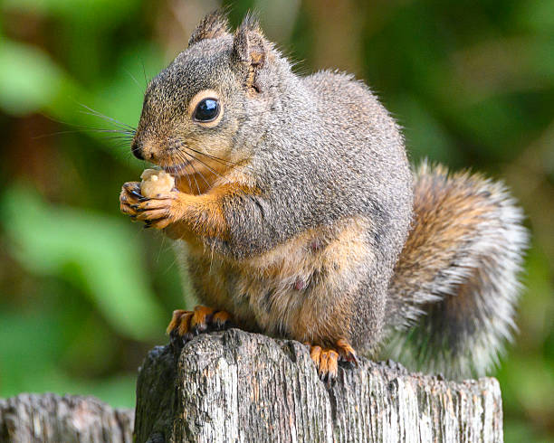 istock Douglas squirrel enjoying a snack while perched on a wooden post in a lush forest setting during daylight hours 2211773737