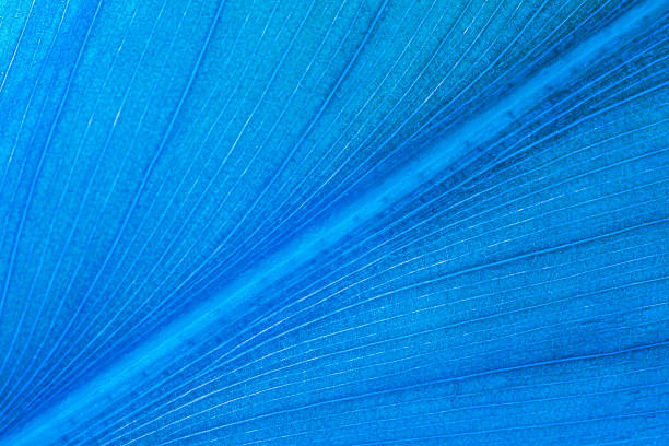 texture,background,backdrop,blue leaves macro,Close-up macro nature exotic bright blue green leave texture tropical Jungle plant  background.Curve leaf floral botanical desktop wallpaper,website cover backdrop.
