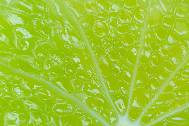 istock Texture, Background, Backdrop, Macro Lemon Texture,Close-up macro of lemon texture,macro lemon texture,Macro close up surface texture Juicy slice of lime 2211775574