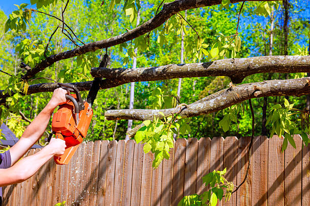 Worker operates chainsaw to fell large tree beside house in countryside setting with scattered tools around.