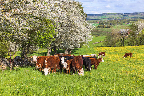 istock Grazing cows on a flowering meadow 2211777980