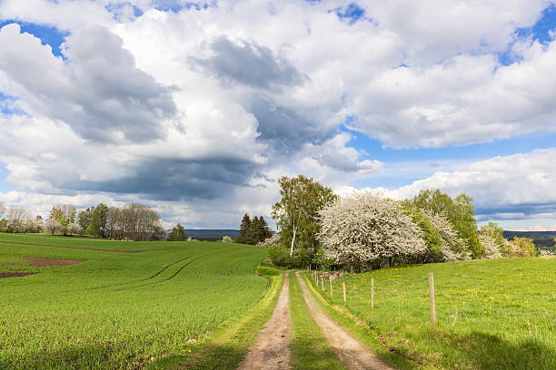 Dirt road on green fields in the countryside
