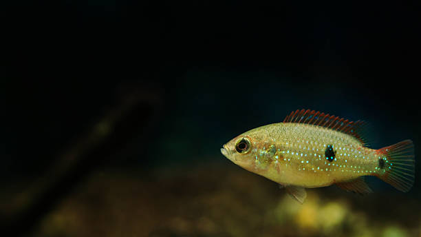 istock Close-up of a five-week-old Jewel Cichlid fish 2211778290