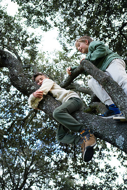 istock Two cheerful children are climbing a tree in a forest 2211778561