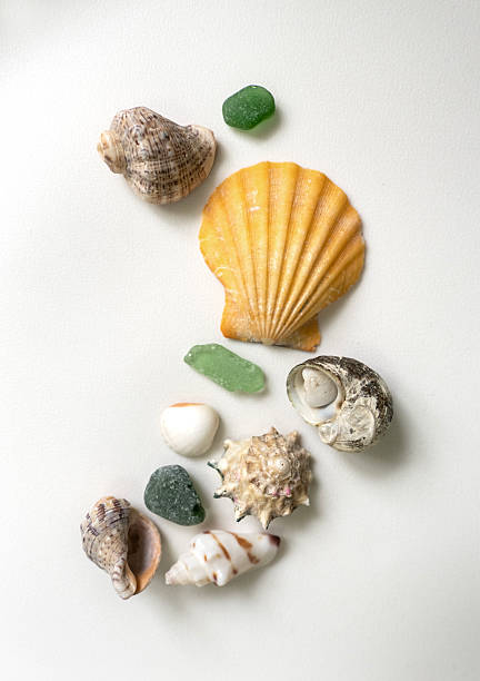 istock sea shells and glass from the sea coast, on a white background 2211780205