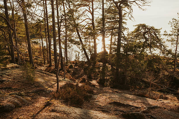 Beautiful forest in sunny spring nature landscape photography