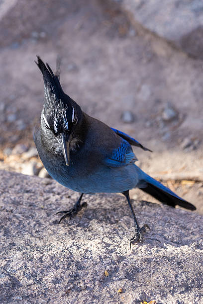 istock Colorful bird perched on a rock in a natural setting during daylight hours 2211781125