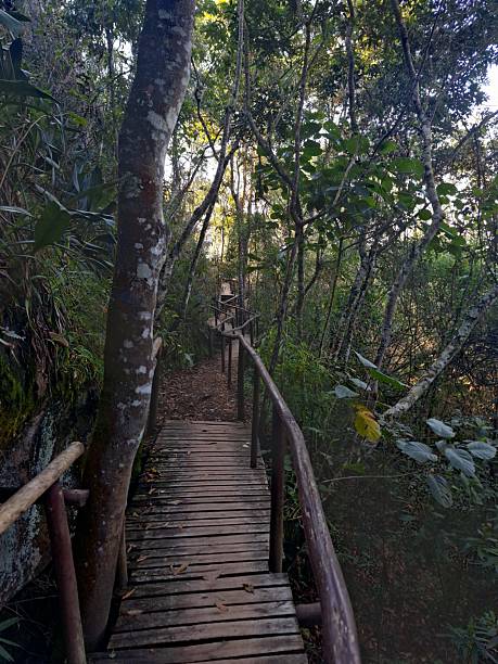istock wooden path in the forest 2211782775