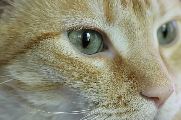 Close-up of orange tabby cat face with green eyes looking to the right of the camera