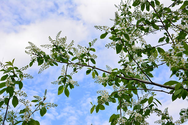 Flowering tree branches with white blossoms against a blue sky