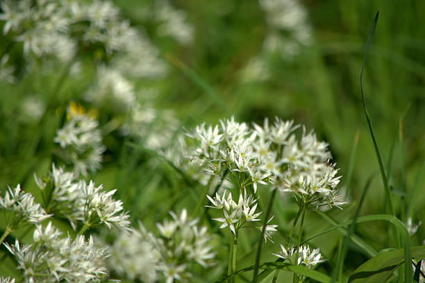 Image of ramsomes or wild garlic plants in flower, a springtime image.