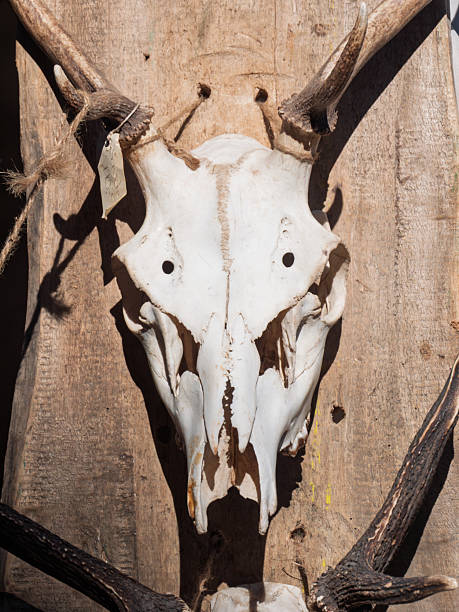 istock Skull of Wild Animal Mounted on Tree Background 2211787985