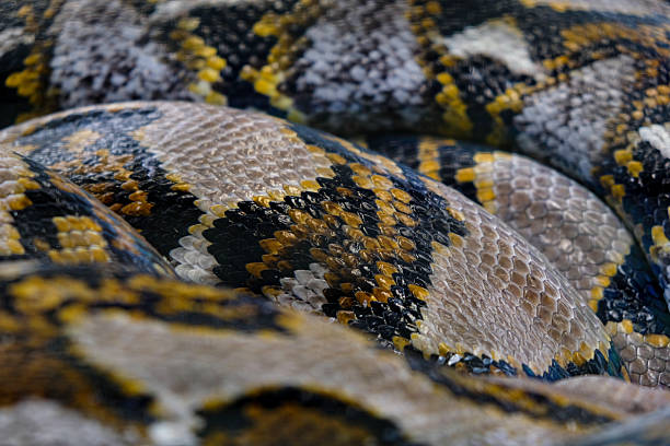 istock Close-up pohoto skin pattern of phyton, selective focus. 2211788590