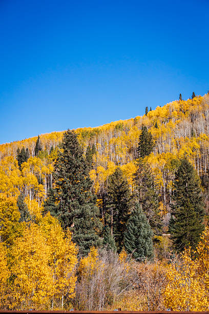 istock Fall Foliage in Beaver Creek, Colorado 2211788958