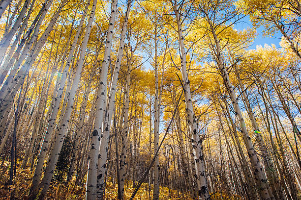 istock Fall Foliage in Beaver Creek, Colorado 2211789087