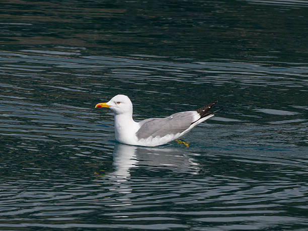 istock a cute seagull resting on the sea 2211789362