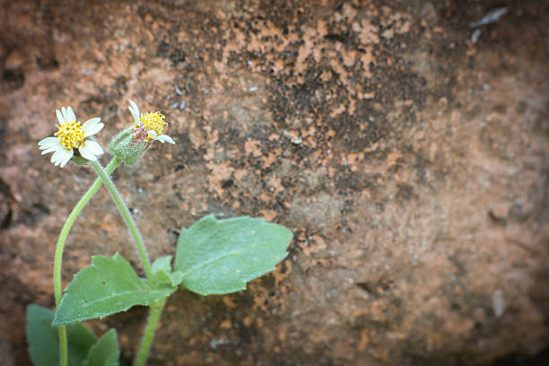 Delicate pair of daisy blossoms sprouting near an ancient brown wall , positioned left with copy space to the right. A beautifully textured backdrop perfect for design or advertisement layouts.