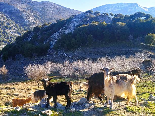 istock Mountain Goats Grazing in the Cretan Highlands 2211793747