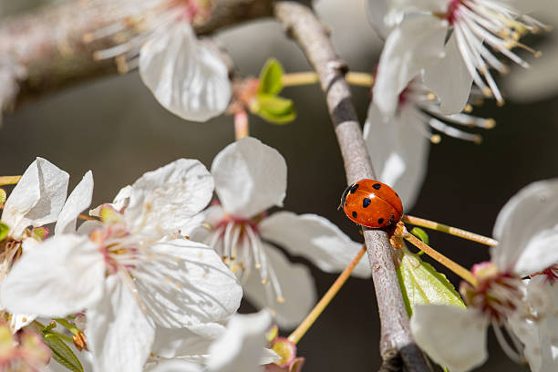 This close-up image features an orange and black lady beetle perched delicately on a vibrant green cherry blossom leaf.