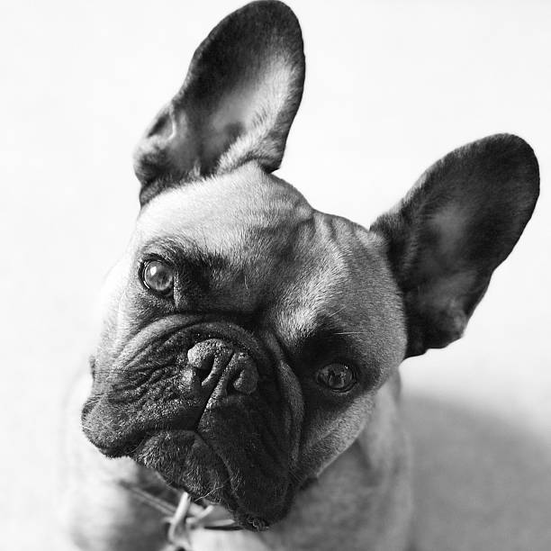 istock French bulldog black and white close up 2211794996