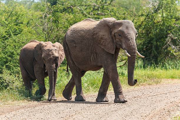 istock Elephants strolling in a wildlife reserve 2211795191