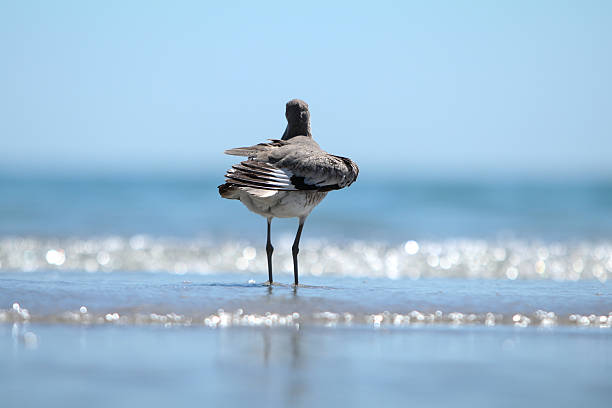 Bird basking in the beach ambiance