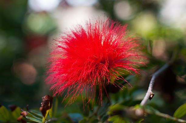 Macro details of delicate red tips of protea flower head