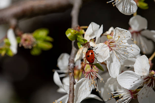 Cherry tree blosson with a ladybug closeup photography