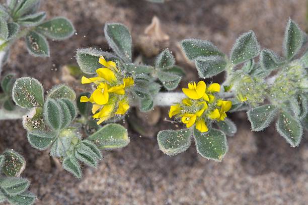 istock Medicago marina flower 2211796224
