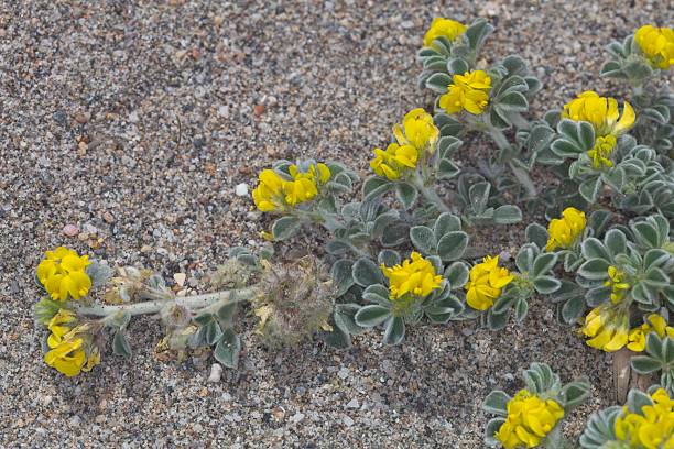istock Medicago marina flower 2211796243