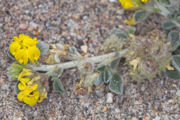 istock Medicago marina flower 2211796258