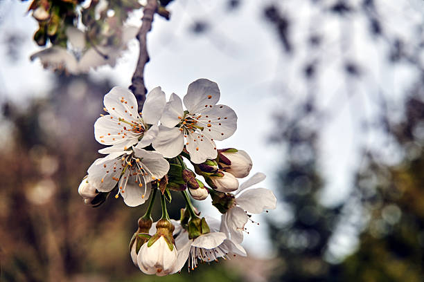 Blooming white flowers of a fruit bush in spring, Poland