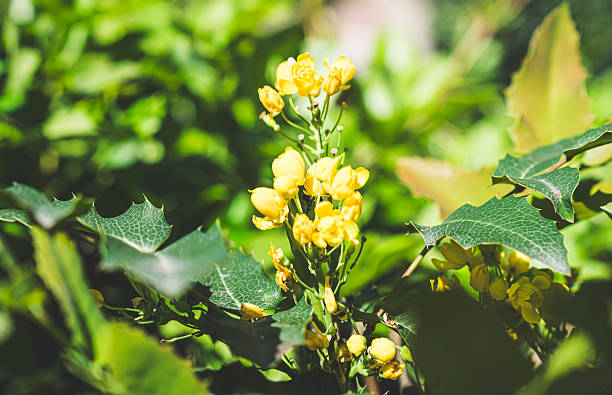 Close-up of vibrant yellow flowers blooming on a mahonia shrub, capturing the essence of springtime renewal